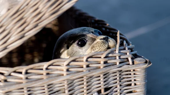Ein Seehund schaut kurz vor der Auswilderung aus einem Korb am Ostende der Insel Juist. Nach einer erfolgreichen Aufzucht in der Seehundstation Norddeich sind die ersten Heuler ausgewildert worden. - &copy; Hauke-Christian Dittrich/dpa