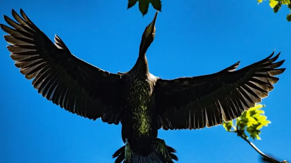Ein Kormoran fliegt &uuml;ber der Kormoran-Kolonie in Niederhof bei Stralsund im Landkreis Vorpommern-R&uuml;gen. - &copy; Stefan Sauer/dpa