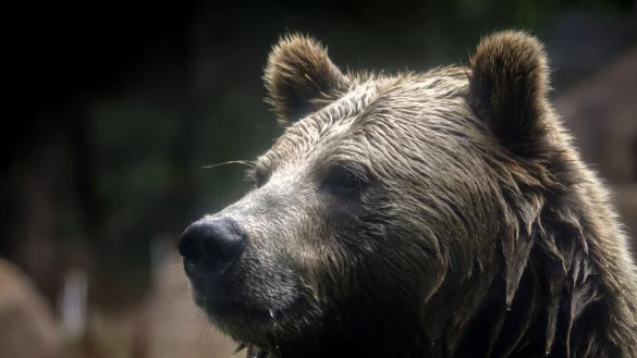 Grizzlyb&auml;ren k&ouml;nnten ihren Status als gef&auml;hrdete Art verlieren - was ein Risiko birgt. - &copy; Bront&euml; Wittpenn/San Francisco Chronicle via AP/dpa