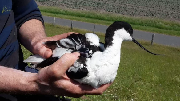 Ein S&auml;belschn&auml;bler tr&auml;gt einen maximal neun Gramm schweren GPS-Datenlogger auf seinem R&uuml;cken. - &copy; Henriette Schwemmer/LKN.SH/dpa