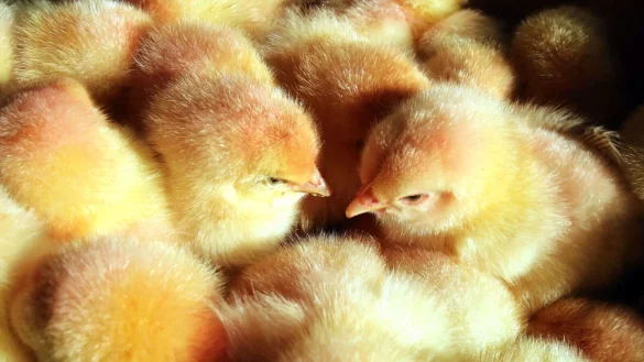 M&auml;nnliche K&uuml;ken sitzen in einem Korb. - &copy; Bernd W&uuml;stneck/dpa-Zentralbild/dpa