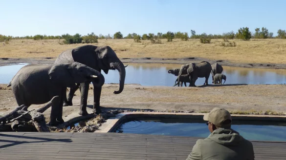 Im Somalisa-Camp haben Elefanten einen Pool f&uuml;r sich in Anspruch genommen - f&uuml;r die G&auml;ste wurde kurzerhand ein neuer gebaut. - &copy; Simone Spohr/dpa-tmn