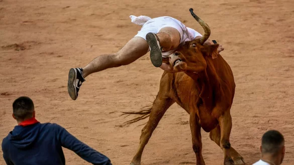Ein Feiernder wird am Ende des vierten Stiertreibens in Pamplona von einer Kuh auf die H&ouml;rner genommen. - &copy; Alvaro Barrientos/AP