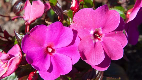 Das Flei&szlig;ige Lieschen tr&auml;gt seinen Namen aus gutem Grund: Es bl&uuml;ht eifrig - und das auch auf schattigen Balkonen. - &copy; Andrea Warnecke/dpa-tmn