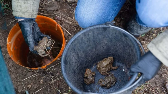 Eine freiwillige Helferin des Bund Naturschutzes (BUND) legt Erdkröten und Grasfrösche in einen Eimer, um diese sicher über eine Straße zu transportieren. - © Nicolas Armer/dpa
