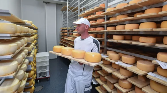 Burkhard Kolloff arbeitet im Reiferaum des &Ouml;ko-Hofs Brodowin. Der Betrieb erwartet am Donnerstag K&ouml;nig Charles III. - &copy; Patrick Pleul/dpa