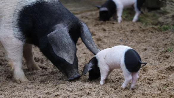 Ferkel und das Muttertier sind auf dem Au&szlig;engel&auml;nde des Clemenshof im K&ouml;lner Zoo. - &copy; Sascha Thelen/dpa