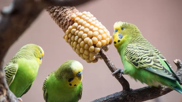 Ackern f&uuml;r die Fitness: Wellensittiche, die sich ihr Futter selber erarbeiten m&uuml;ssen, bleiben l&auml;nger gesund. - &copy; Robert G&uuml;nther/dpa-tmn