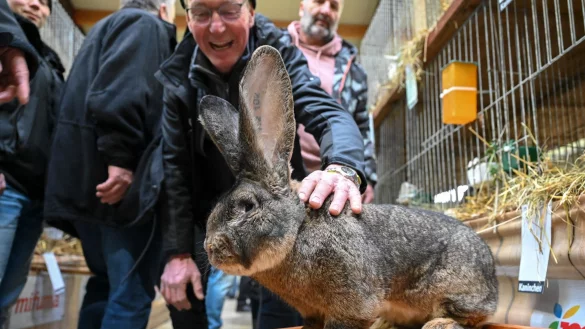 Ein Z&uuml;chter pr&auml;sentiert auf der Bundeskaninchenschau in Kassel einen Deutschen Riesen. - &copy; Uwe Zucchi/dpa
