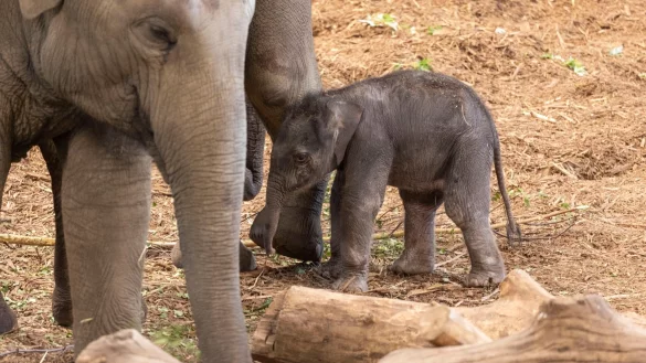 Das kleine namenlose Elefanten-Jungtier steht mit seiner Herde im K&ouml;lner Elefantenpark. - &copy; Thomas Banneyer/dpa