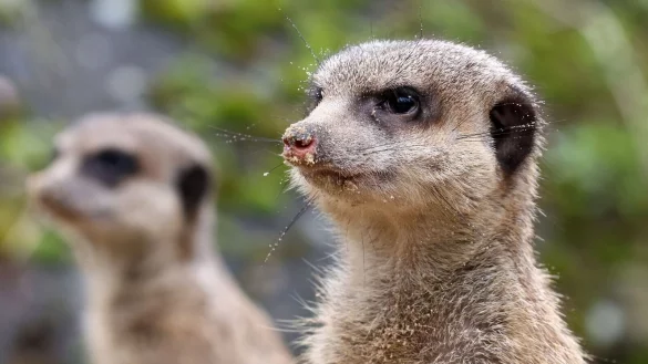 Der neue Familienclan besteht aus einem Weibchen und drei M&auml;nnchen. - &copy; Bernd W&uuml;stneck/dpa