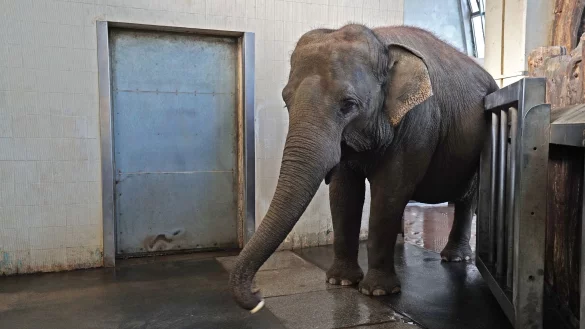 Die Elefantenkuh Pang Pha sch&auml;lt eine Banane mit dem R&uuml;ssel. - &copy; Lena Kaufmann/dpa