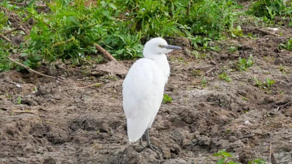 Ein Kuhreiher steht auf einem Feld am Altm&uuml;hlsee in Mittelfranken. Nach Angaben des Landesbunds f&uuml;r Vogel- und Naturschutz br&uuml;tet die Vogelart erstmals in Deutschland. - &copy; Sonja Dollhopf/LBV/dpa
