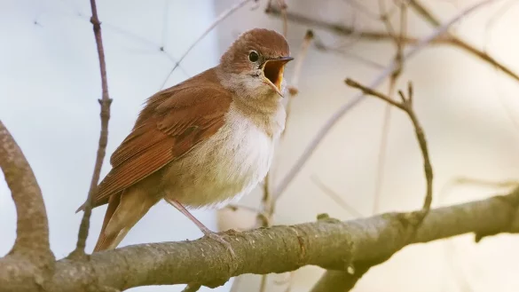 Eine Nachtigall (Luscinia megarhynchos) sitzt auf einem Zweig und singt aus voller Kehle. - &copy; Wolfram Steinberg/dpa
