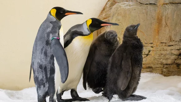 Zum ersten Mal seit Beginn der K&ouml;nigspinguin-Haltung 1976 gibt es im Tiergarten Sch&ouml;nbrunn gleich zwei K&uuml;ken. - &copy; Daniel Zupanc/TIERGARTEN SCH&Ouml;NBRUNN/APA/dpa
