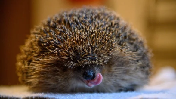 Ein etwa ein Kilo schwerer Igel in der Igelstation G&uuml;sten. Eigentlich sollte das Wildtier derzeit Winterschlaf halten und seine Fettreserven abbauen. - &copy; Klaus-Dietmar Gabbert/dpa
