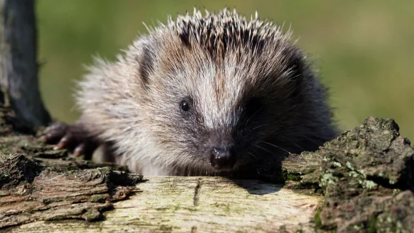 Ein Igel kann in einem Holzstapel im Garten Unterschlupf finden. - &copy; Patrick Pleul/dpa-Zentralbild/dpa-tmn