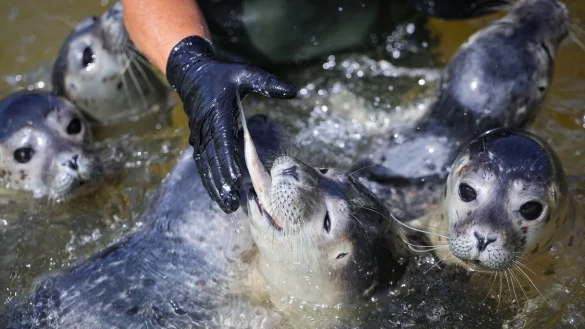 Die Leiterin der Seehundstation f&uuml;ttert die Heuler. - &copy; Christian Charisius/dpa