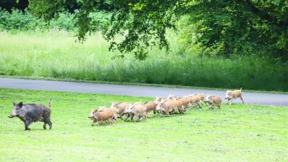 Eine Wildschwein-Rotte l&auml;uft in Hagen &uuml;ber eine Gr&uuml;nfl&auml;che. - &copy; Alex Talash/dpa