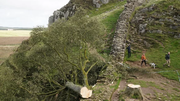 Der illegal gef&auml;llte Berg-Ahorn-Baum (&laquo;Sycamore Tree&raquo;) am Hadrianswall in Northumberland. - &copy; Owen Humphreys/PA Wire/dpa