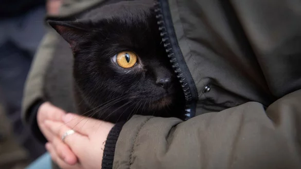 Eine Frau besch&uuml;tzt ihre Katze am Grenz&uuml;bergang in Medyka. In Polen haben sich viele Katzen mit dem Vogelgrippe-Virus infiziert. - &copy; Visar Kryeziu/AP/dpa