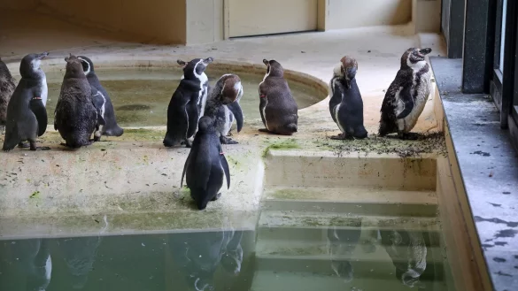 Die Humboldtpinguine im Rostocker Zoo werden vorsorglich im benachbarten Pelikan-Haus untergebracht. - &copy; Bernd W&uuml;stneck/dpa