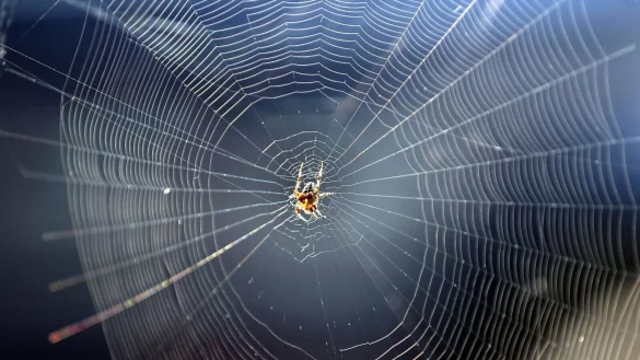 Gartenkreuzspinne geh&ouml;rt zu den Spinnenarten, die es nicht in die H&auml;user zieht. - &copy; Wolfgang Kumm/dpa/dpa-tmn