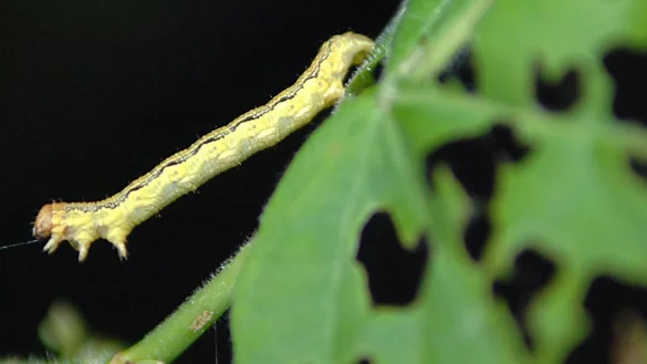 Im Fr&uuml;hling schl&uuml;pfen die hellgr&uuml;nen bis br&auml;unlichen Raupen des Frostspanners, die sehr gefr&auml;&szlig;ig sind. Oft bleibt nur noch das Gerippe der Bl&auml;tter &uuml;brig. - &copy; Rolf Haid/dpa/dpa-tmn