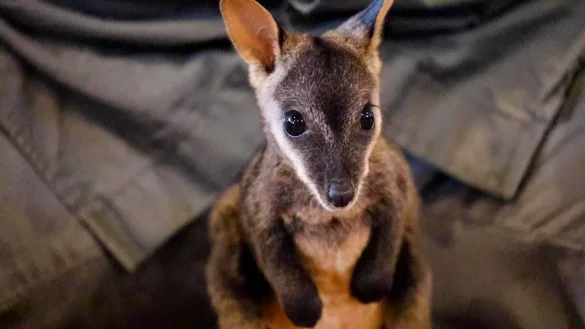 Wird von der Hand aufgezogen: das B&uuml;rstenschwanz-Felsk&auml;nguru Rocket. - &copy; Australian Reptile Park/Aussie Ark/dpa
