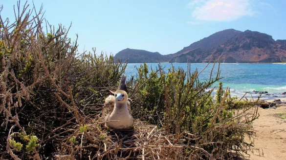 Auf den Gal&aacute;pagos-Inseln leben nach Beh&ouml;rdenangaben 78 endemische Vogelarten. - &copy; ---/Galapagos-Nationalpark /dpa