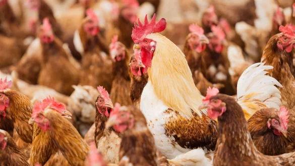 Ein Hahn steht inmitten von H&uuml;hnern im Freien. - &copy; Rolf Vennenbernd/dpa/Symbolbild