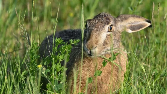 Ein Feldhase sitzt in der Abendsonne in einer Wiese am Rande des Oderbruchs. - &copy; Patrick Pleul/dpa