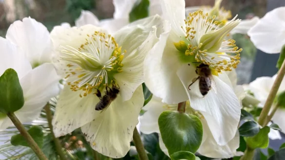 Bienen sitzen mitten im Winter auf einer Christrose in Saarbr&uuml;cken. Die warmen Temperaturen habe die V&ouml;lker dazu gebracht, ihren Stock zu verlassen, Imker sind besorgt. - &copy; Katja Sponholz/dpa