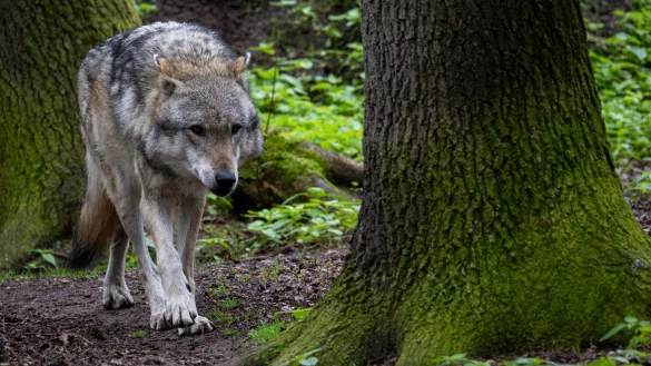 Ein Europ&auml;ischer Grauwolf in einem Gehege vom Wolfcenter D&ouml;rverden. - &copy; Sina Schuldt/dpa