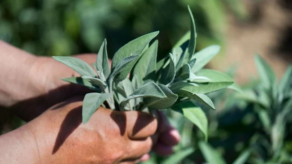 Echter Gartensalbei mag es im Kräuterbeet sonnig. Wer den Boden mager hält, bekommt ein stärkeres Aroma. - © Arno Burgi/dpa-Zentralbild/dpa-tmn