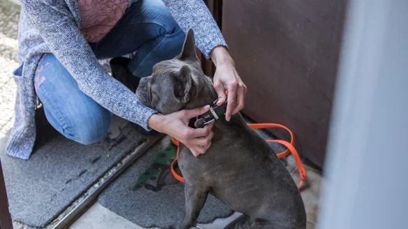 Wurde der Hund gemeinsam w&auml;hrend der Partnerschaft angeschafft, k&ouml;nnen beide Partner nach einer Trennung zurecht den Umgang mit dem Tier verlangen. Das geht aus einem Urteil des Landgerichts Frankenthal hervor. - &copy; Christin Klose/dpa-tmn