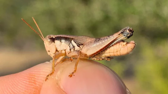 iIsgesamt sieben neue Grash&uuml;pfer-Arten haben Forscher entdeckt. - &copy; JoVonn Hill/dpa