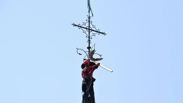 Ein H&ouml;henretter befreit einen Wanderfalken aus der Spitze eines Kirchturms. - &copy; -/Bludau Foto/dpa