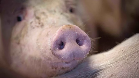 Die Regierung stimmt &uuml;ber Verbesserungen im Tierschutz ab. - &copy; Sina Schuldt/dpa