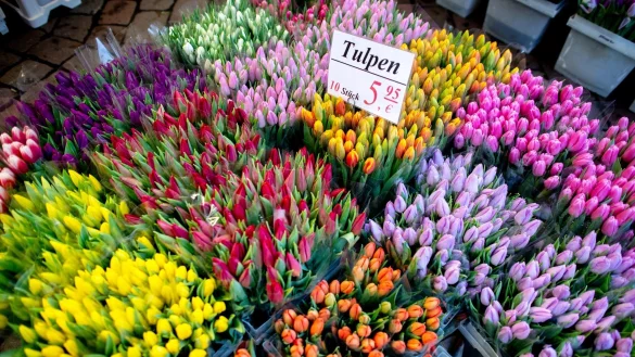 Man kann h&ouml;ren und f&uuml;hlen, ob Tulpen im Handel frisch sind oder schon l&auml;nger dort lagern. - &copy; Hauke-Christian Dittrich/dpa/dpa-tmn