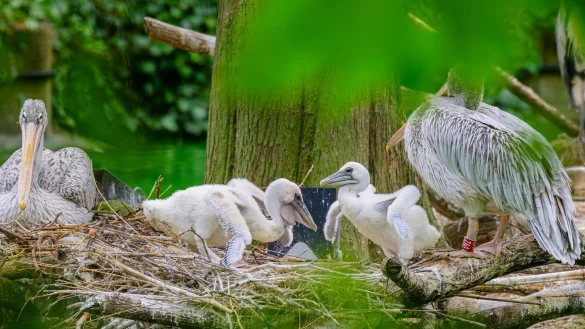 Zwei R&ouml;telpelikank&uuml;ken in einem Nest im Zoo. Im Zoo Duisburg gibt es Nachwuchs auf der Pelikaninsel. - &copy; Mathias Appel/Zoo Duisburg / M. Appel/dpa