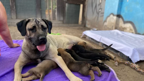 Kangal-H&uuml;ndin Mira mit Nachwuchs - die Kleinen hei&szlig;en Chardonnay, Domina, Dornfelder, Kerner, Merlot, Regent, Riesling, Rivana, Silvana und Syrah. - &copy; -/Frankenthaler Tierschutzverein/dpa