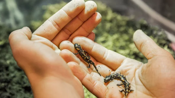 Der Feuersalamander-Nachwuchs wird ausgewildert. - &copy; Andreas Giesswein/N&Ouml; Museum Betriebs GmbH/dpa
