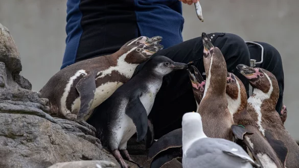 Die Pinguinanlage auf dem Dach des Ozeaneums in Stralsund. - &copy; Stefan Sauer/dpa