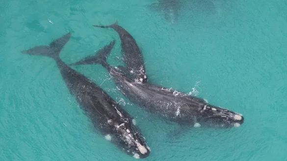 Das Verhalten von S&uuml;dlichen Glattwalen wird von Wissenschaftlern vom Forschungsinstitut f&uuml;r S&auml;ugetiere an der s&uuml;dafrikanischen Universit&auml;t zu Pretoria untersucht. - &copy; Mammal Research Institute/dpa