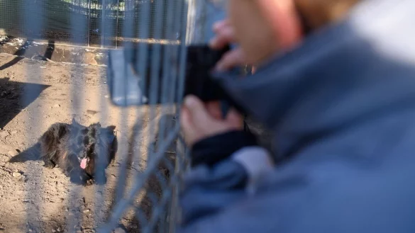 Kerstin Kauert vom Tierschutzverein Sch&ouml;nebeck fotografiert in ihrem Tierheim Sch&auml;ferhund-Mischling &laquo;Tommy&raquo;. Das Foto will sie in der App &laquo;FindUs&raquo; hochladen. - &copy; Klaus-Dietmar Gabbert/dpa