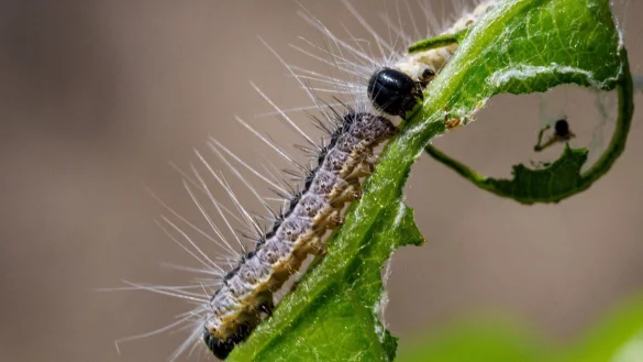 Fr&uuml;her vor allem eher in aufgelichteten W&auml;ldern oder Randlagen zu finden, heute auch in der Fl&auml;che vertreten: der Eichenprozessionsspinner. - &copy; Soeren Stache/dpa