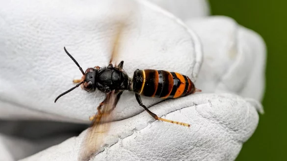 Eine Asiatische Hornisse (Vespa velutina nigrithorax) wird von einem Biologen mit einem Handschuh festgehalten. - &copy; Axel Heimken/dpa/Archivbild