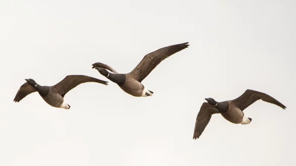 Ringelg&auml;nse fliegen &uuml;ber die Hallig Hooge. Nicht alle Zugv&ouml;gel weichen Offshore-Windanlagen aus (Symbolfoto). - &copy; picture alliance / Daniel Bockwoldt/dpa
