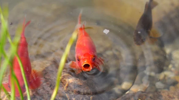 Goldfische werden oft als Haustiere im Teich gehalten. - &copy; picture alliance / dpa